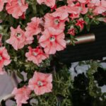 Быстрое цветение петунии: секреты успешного посева для вашего сада