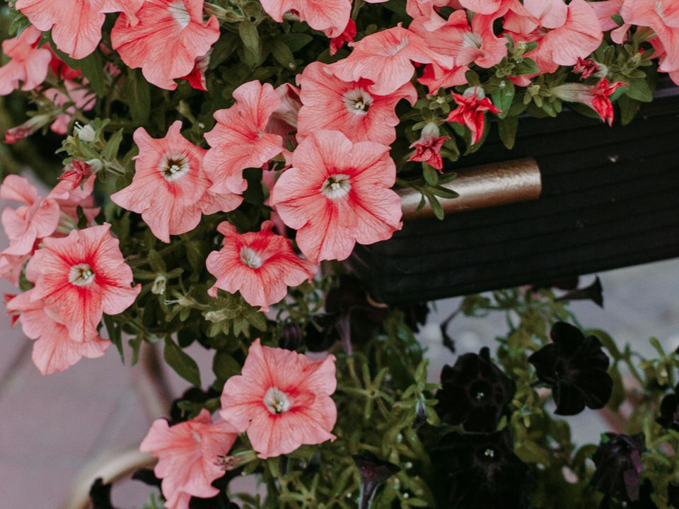 Быстрое цветение петунии: секреты успешного посева для вашего сада