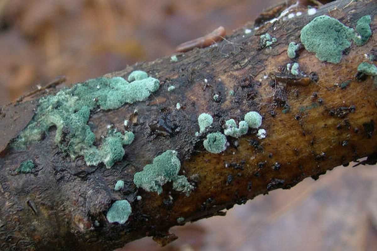 Триходерма на огороде: секреты опытных садоводов для здоровья растений