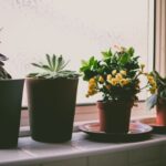 растения, комнатные растения, пышное цветение