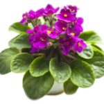 Зимний, уход за фиалками, секреты цветения